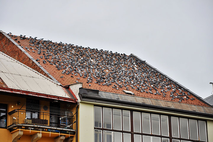 A2B Pest Control are able to install spikes to deter birds from roofs in Stocksbridge. 