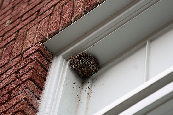 We provide a wasp nest removal service for domestic and commercial properties in Stocksbridge.